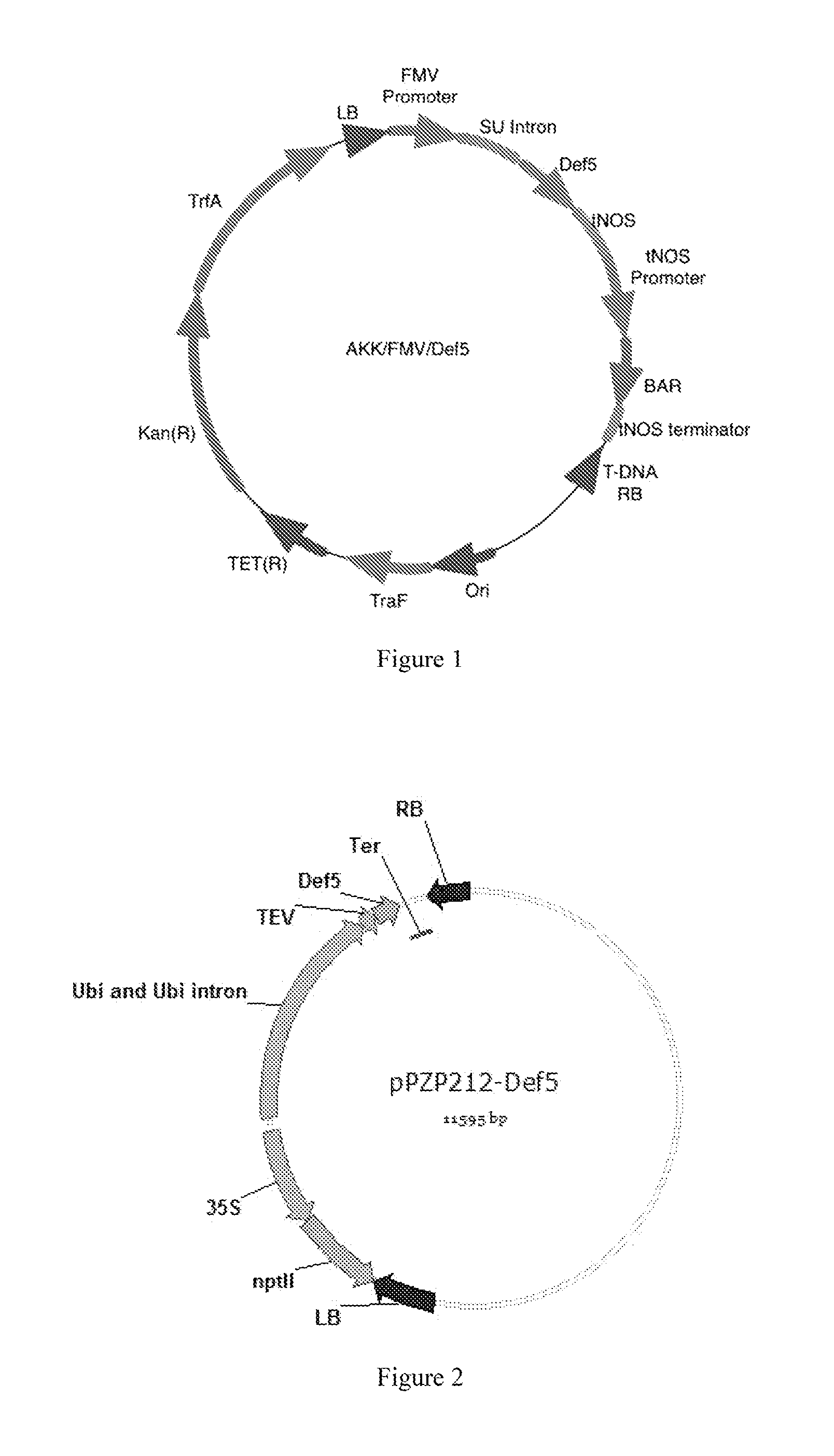 Antifungal Plant Proteins, Peptides, And Methods Of Use