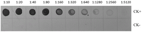 Hybridoma cell line secreting anti-wheat yellow mosaic virus monoclonal antibody and application of monoclonal antibody