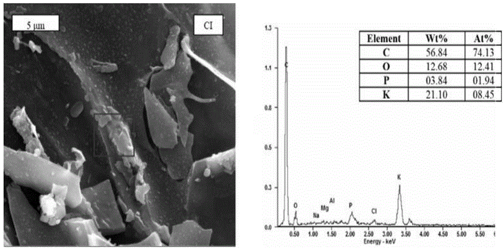 Preparation method for Canna biological carbon capable of simultaneously adsorbing ammonia nitrogen and cadmium