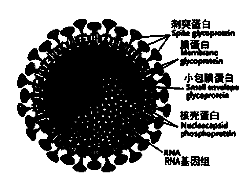 Biological product for preventing novel coronavirus