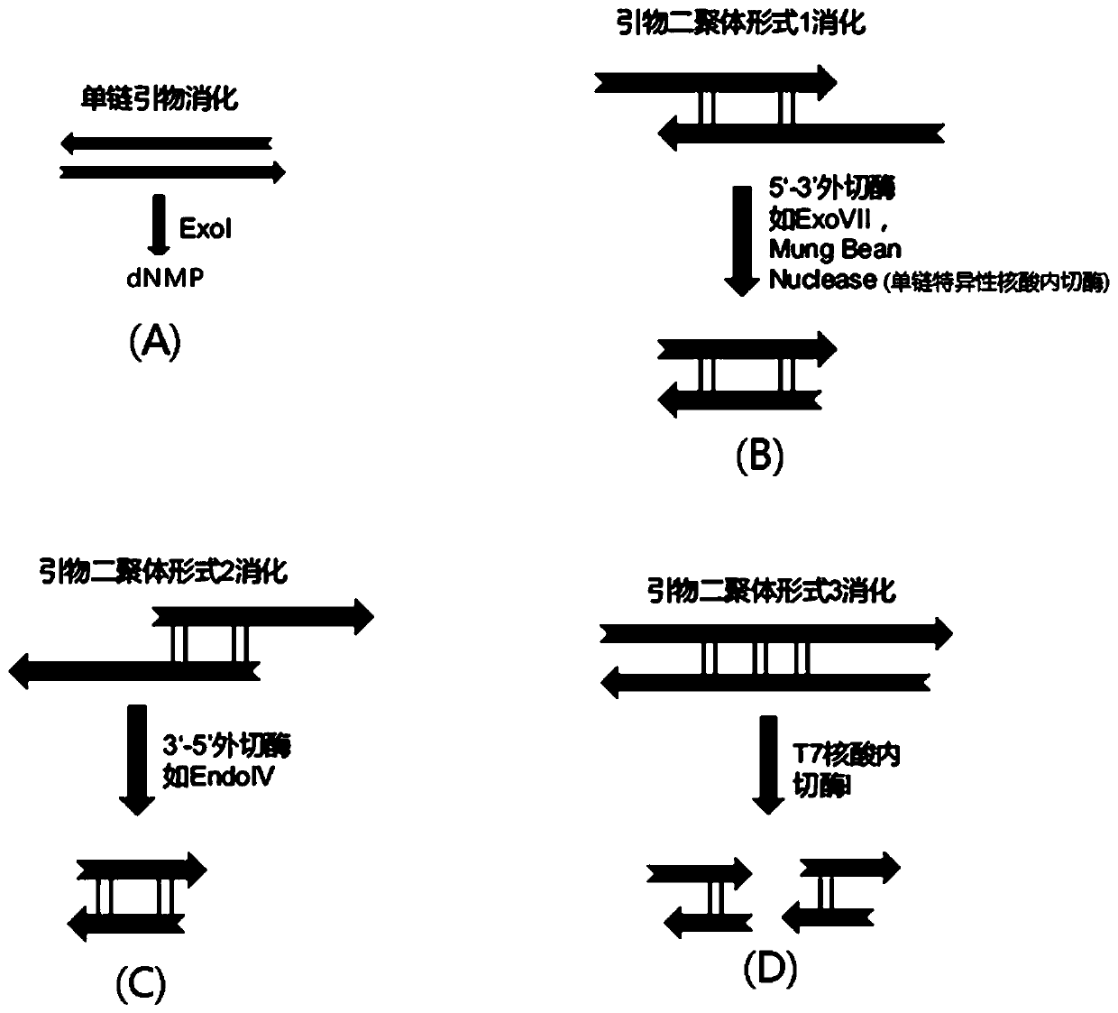 Method and kit for enriching circulating tumor DNA on basis of multiplex PCR