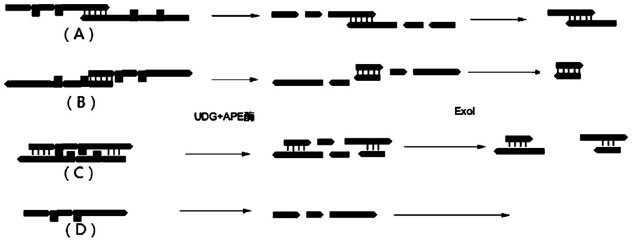 Method and kit for enriching circulating tumor DNA on basis of multiplex PCR