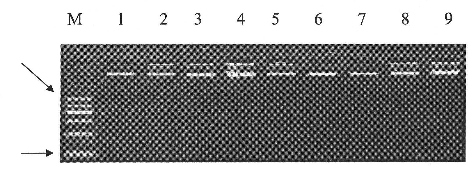 Single nucleotide polymorphism of ox TAS1R2 gene and detecting method thereof