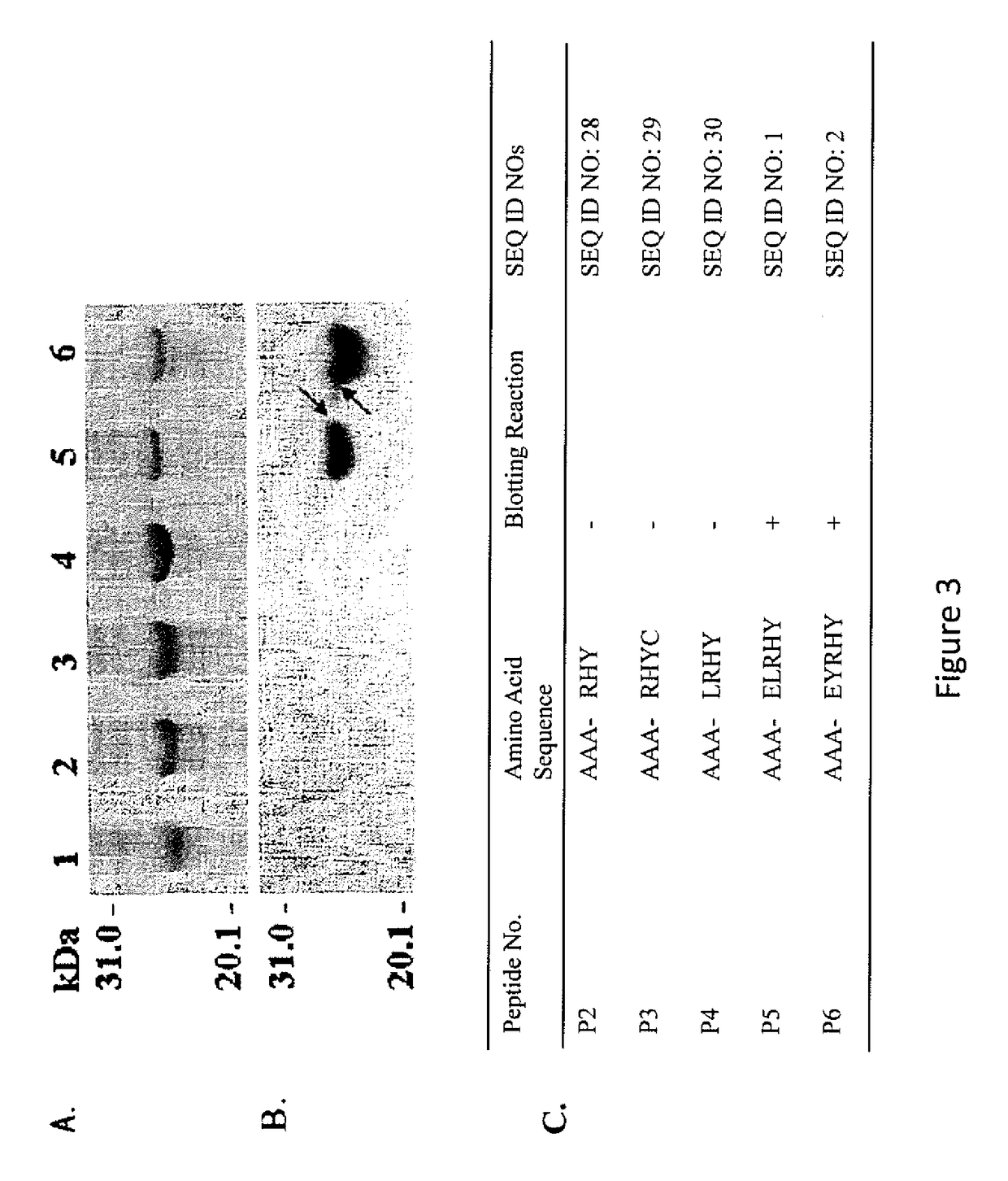 Fine epitope peptide capable of inducing cross-reactive antibodies among homologous proteins in human papilloma virus E6 protein