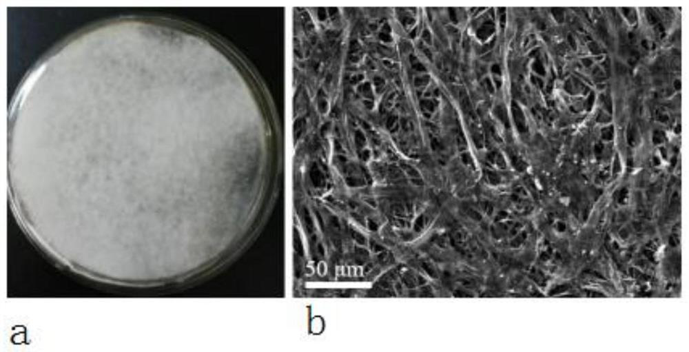 Preparation method and application of mycelium-based carbon film conductive skeleton and method for preparing battery