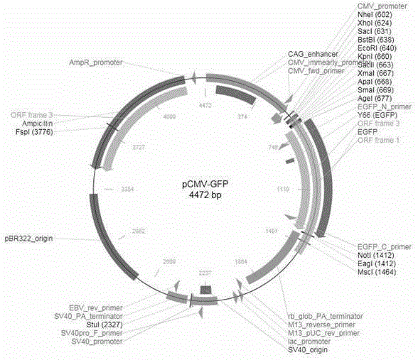 Use of 5,7-dihydroxyflavone and 5,7-dihydroxy-4'-methoxyflavone in inhibiting telomere function