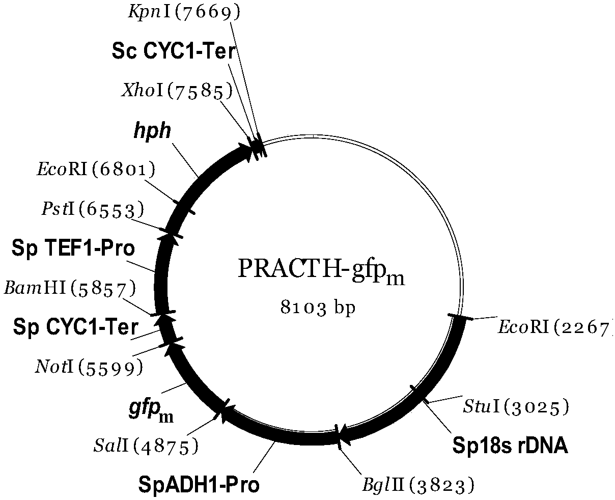 Expression system of a xylose-utilizing yeast candida jeffriesii