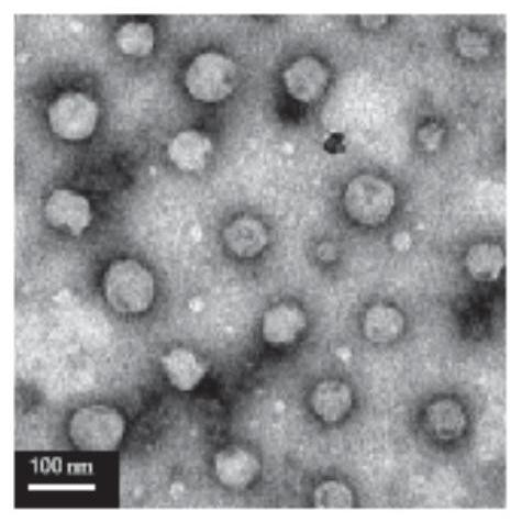 Targeted chitosan cross-linked gel and its preparation method and application