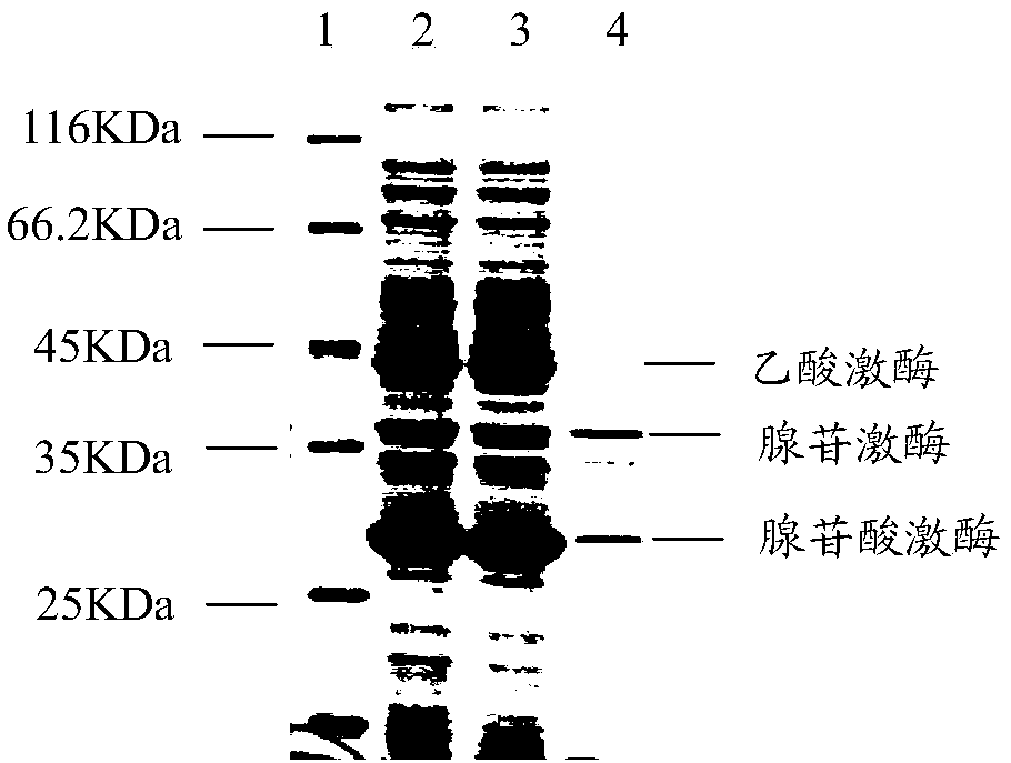 Recombinant expression vector, recombinant expression host and method for synthesizing ATP (adenosine triphosphoric acid) from recombinant expression host