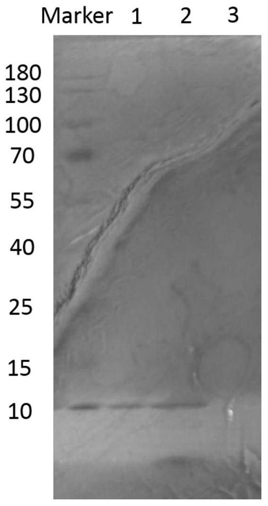 A preparation method of Prussian blue nanoparticles loaded with polypeptide