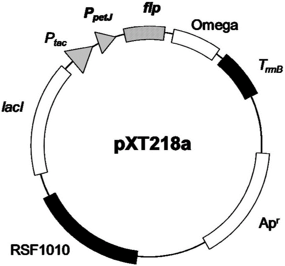 A kind of carrier and application thereof for constructing cyanobacteria without screening tag