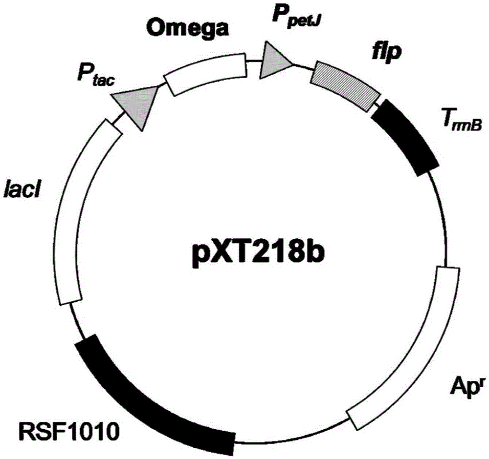 A kind of carrier and application thereof for constructing cyanobacteria without screening tag