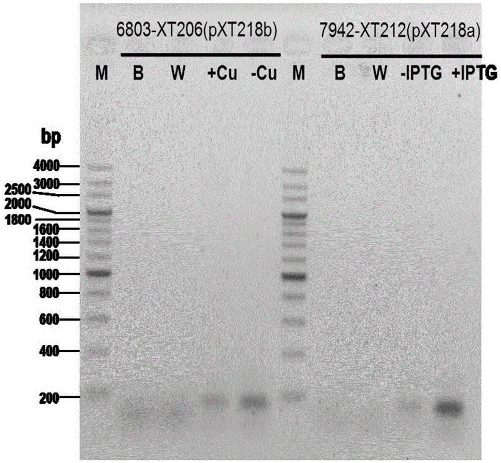 A kind of carrier and application thereof for constructing cyanobacteria without screening tag