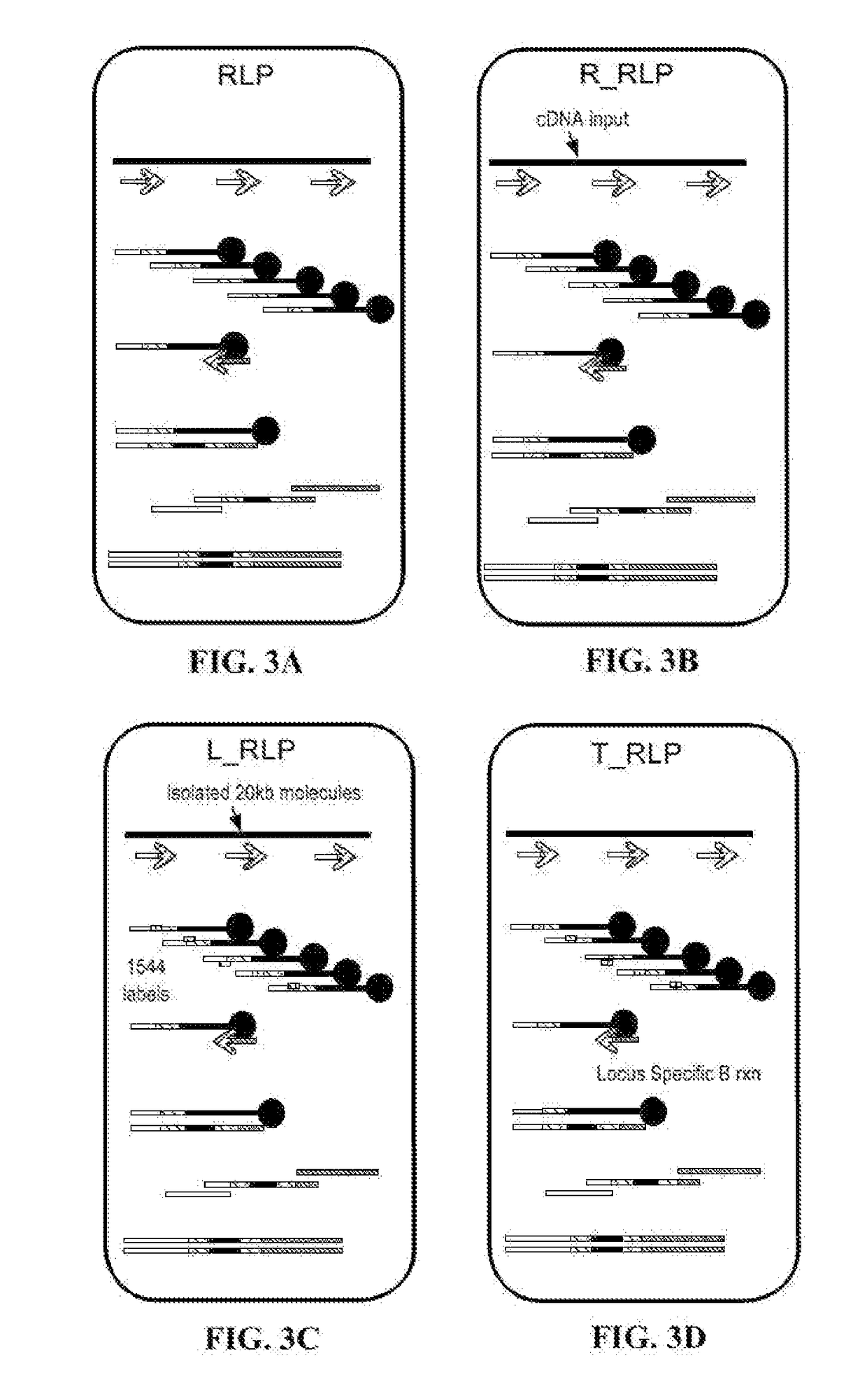 Methods and compositions for rapid nucleic acid library preparation