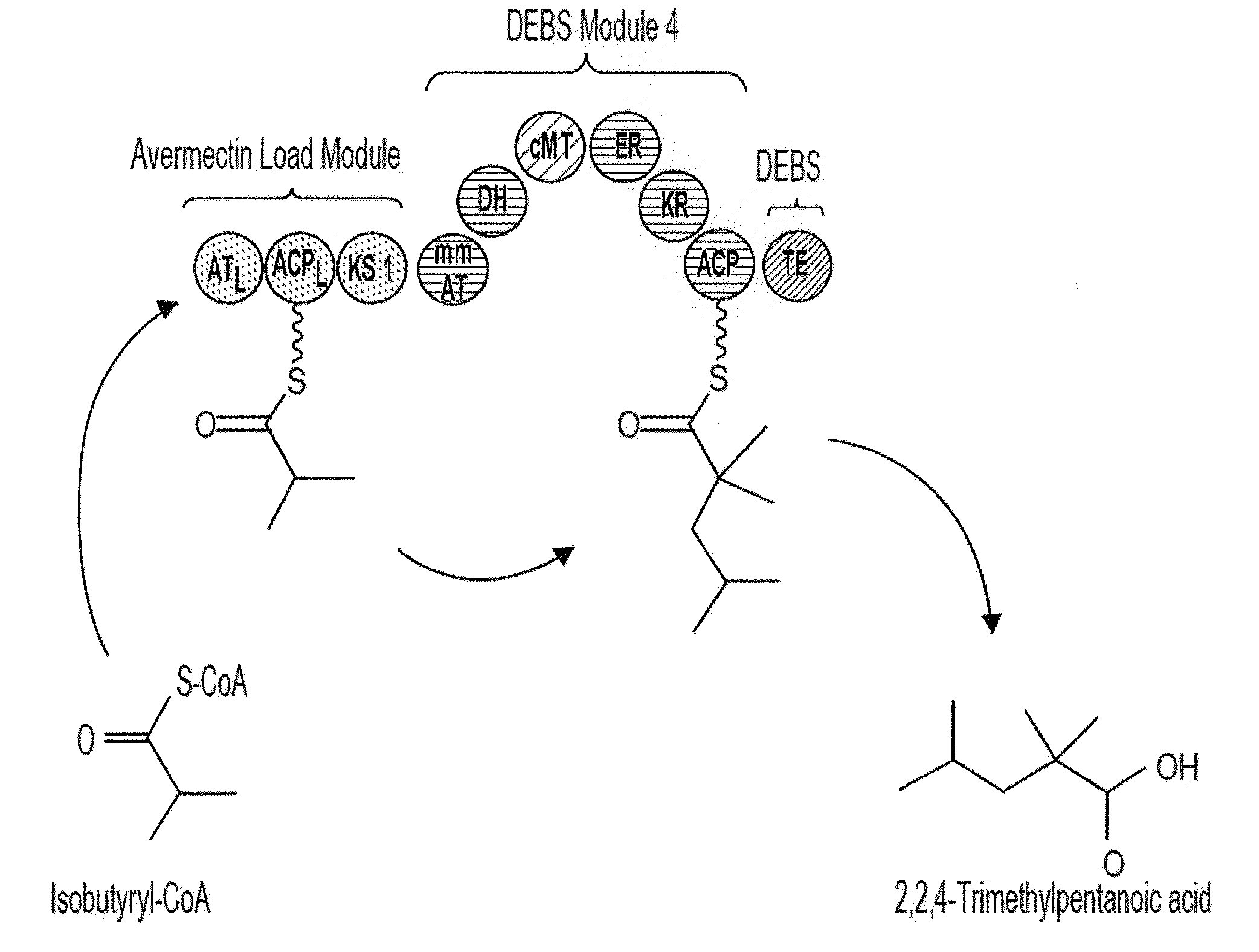 Producing a Trimethylpentanoic Acid Using Hybrid Polyketide Synthases