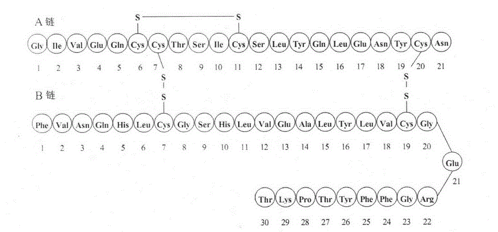 Insulin analogue having quick response and stability under acidic condition and preparation thereof