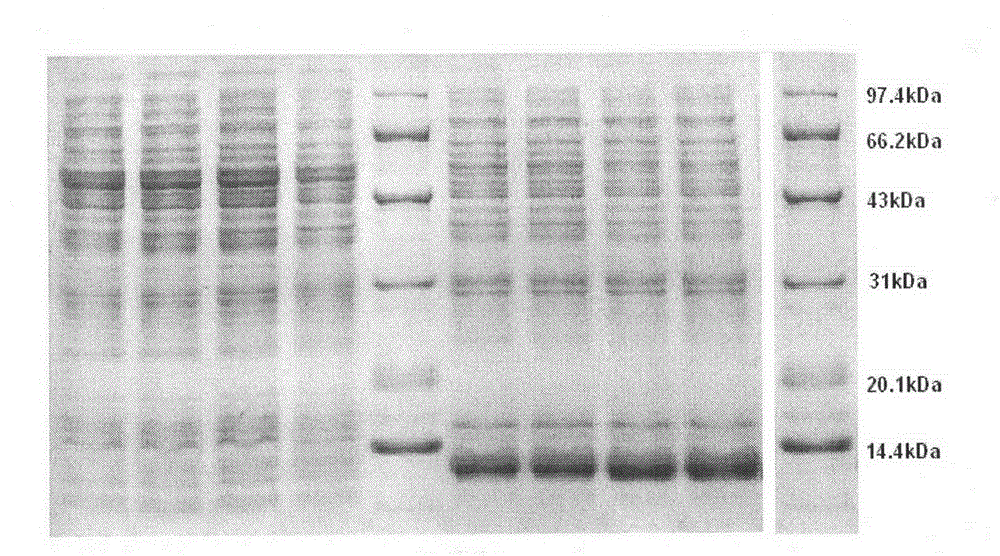 Insulin analogue having quick response and stability under acidic condition and preparation thereof