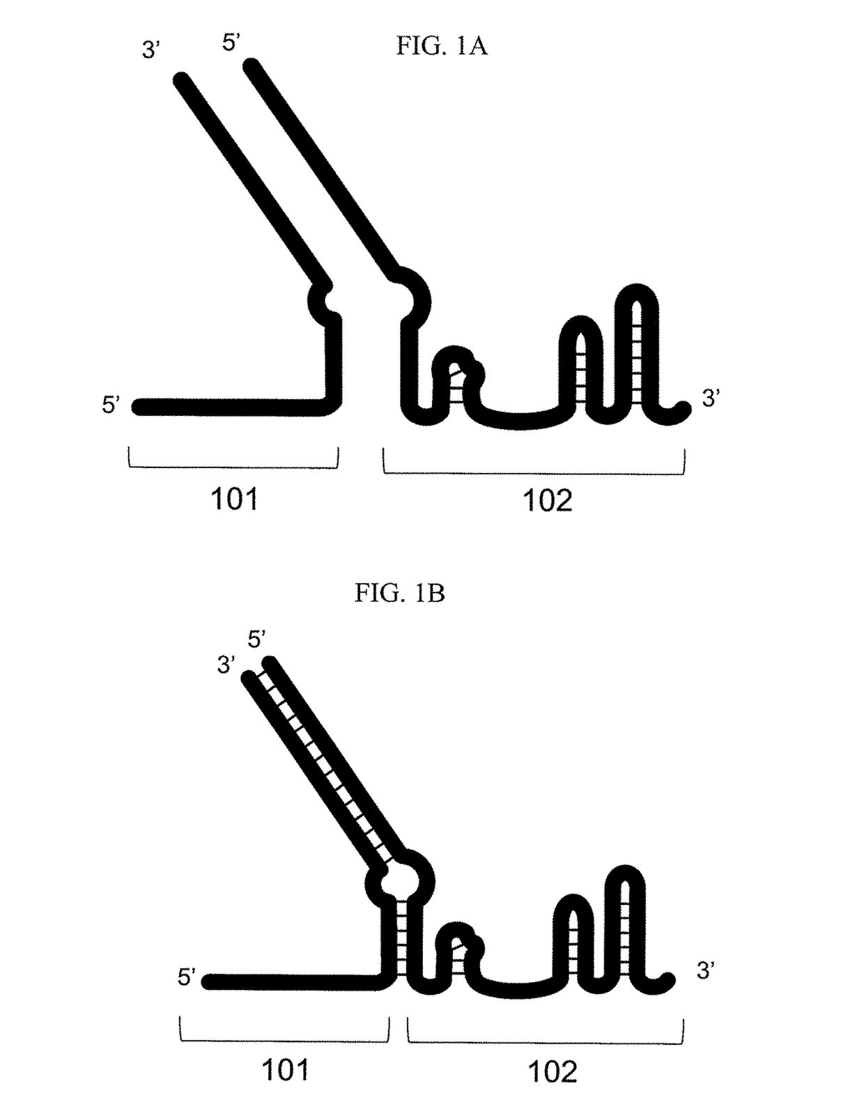 Methods for increasing CAS9-mediated engineering efficiency