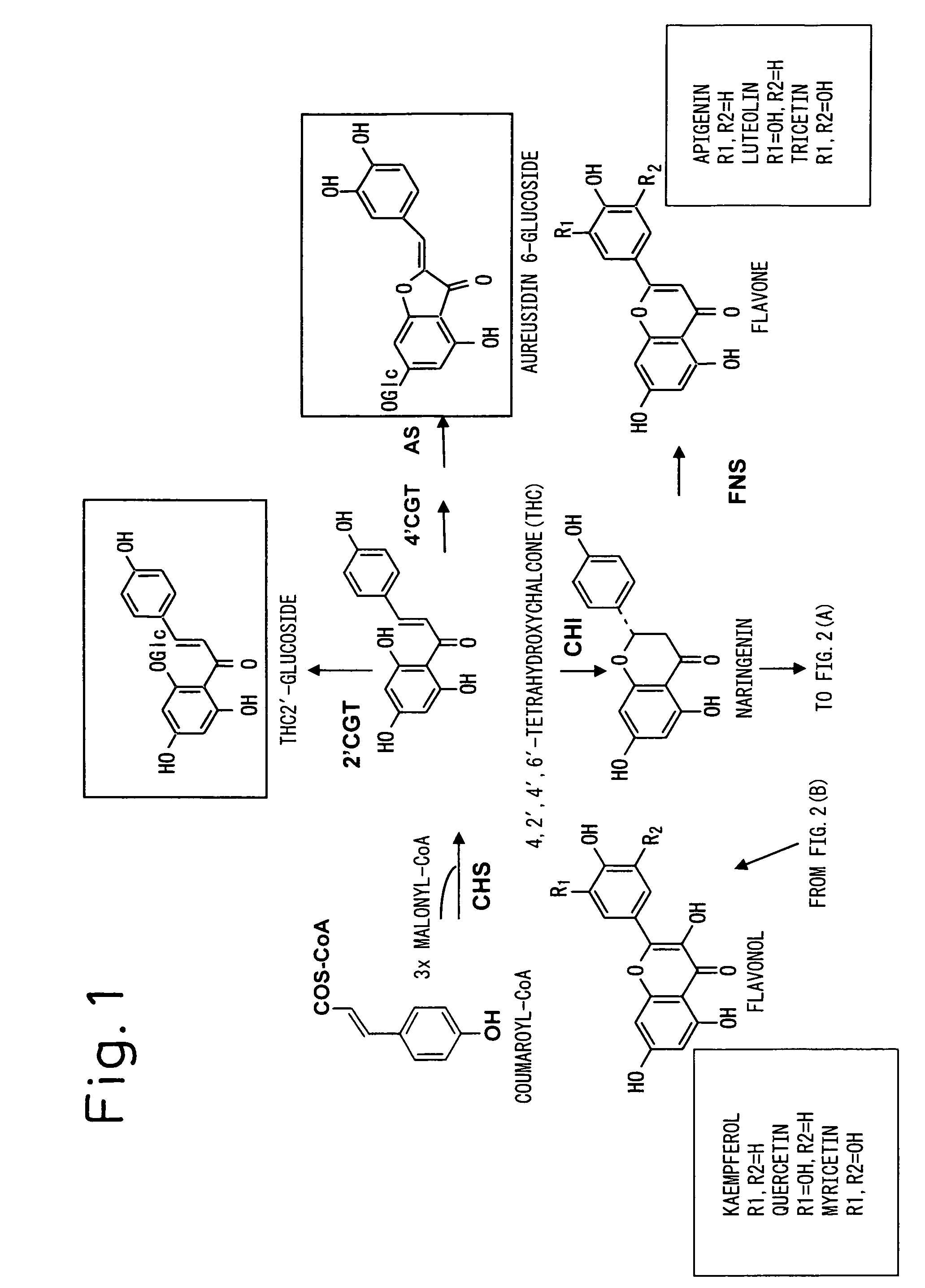 Method for producing yellow flower by controlling flavonoid synthetic pathway