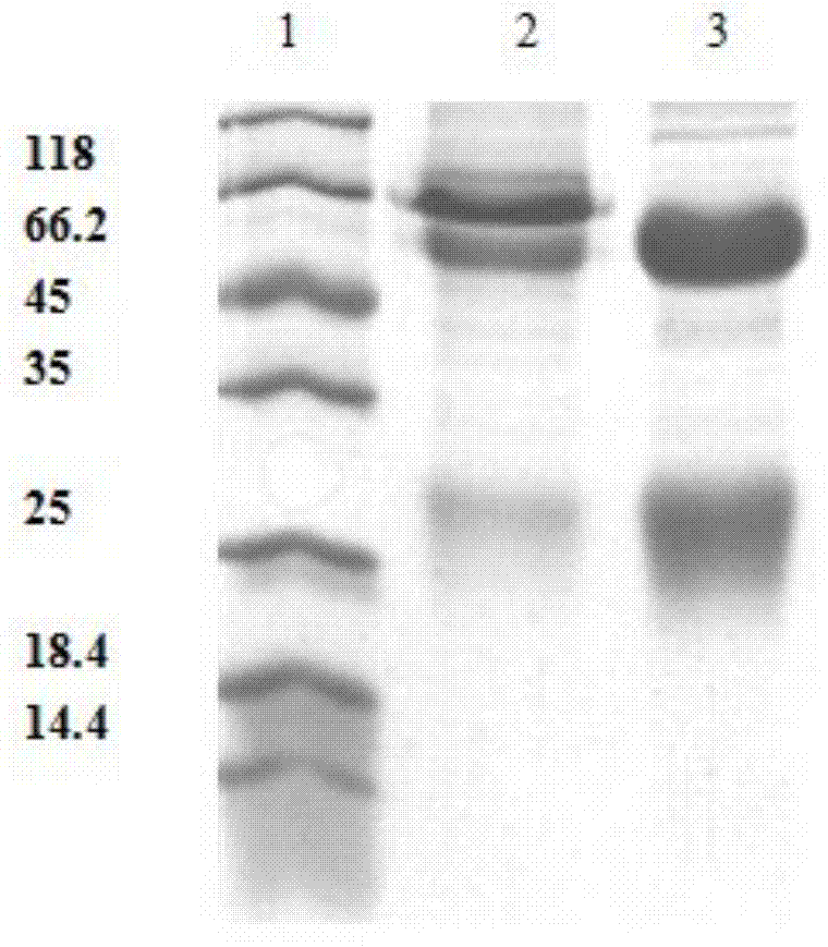 Recombinant porcine interferon alpha double antibody sandwich method immune colloidal gold detection test strip and preparation method thereof