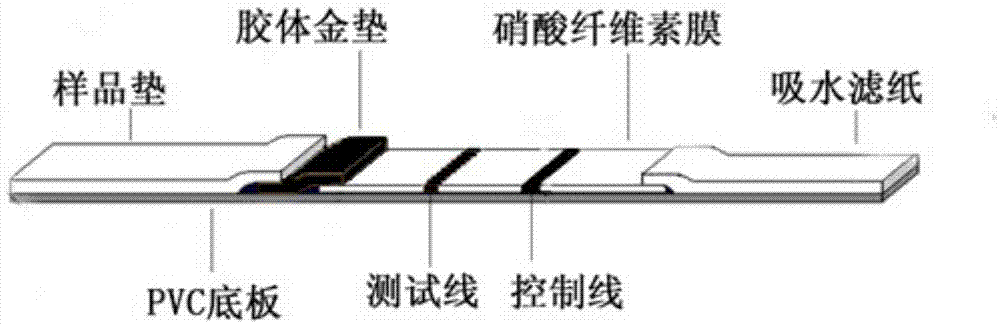 Recombinant porcine interferon alpha double antibody sandwich method immune colloidal gold detection test strip and preparation method thereof