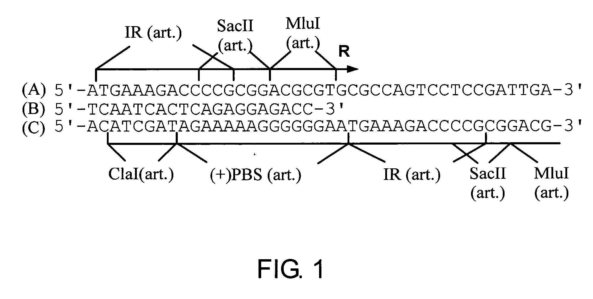 Use of the WAP or MMTV regulatory sequences for targeted expression of linked heterologous genes in human mammary cells, including human mammary carcinoma cells