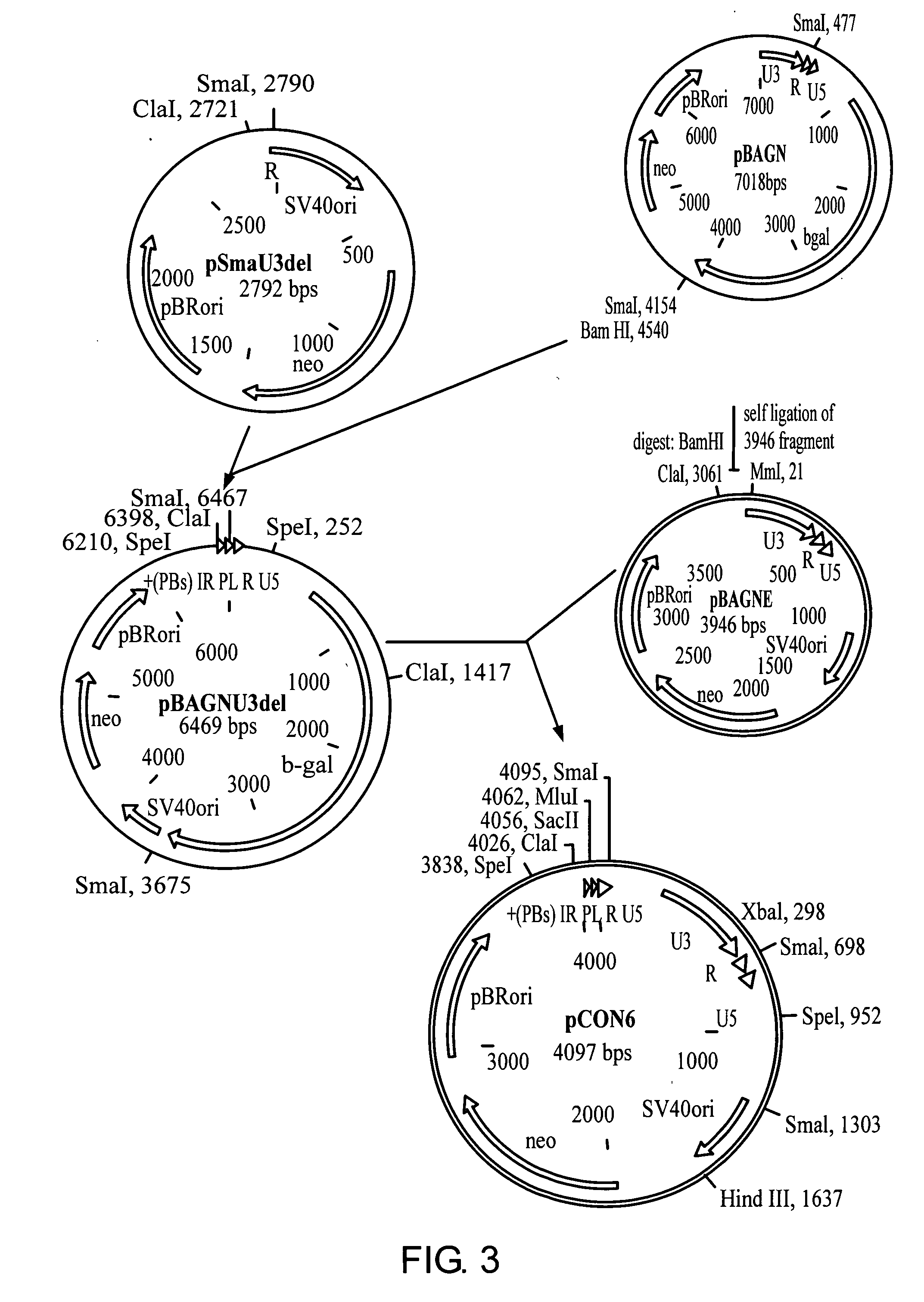 Use of the WAP or MMTV regulatory sequences for targeted expression of linked heterologous genes in human mammary cells, including human mammary carcinoma cells