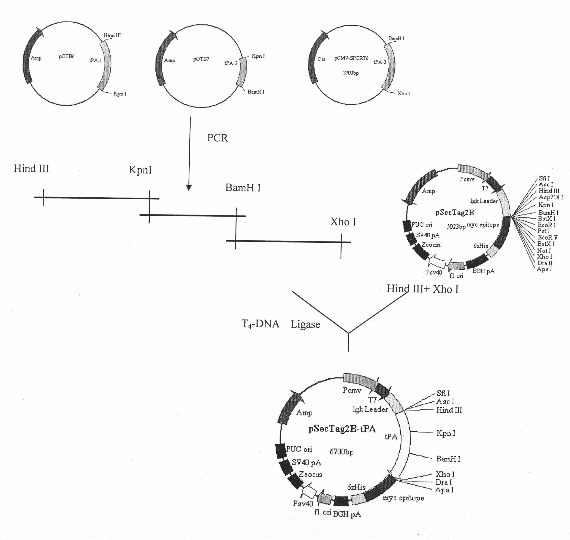 Recomposed tPA gene-chitosan nanoparticle complex and preparation method thereof