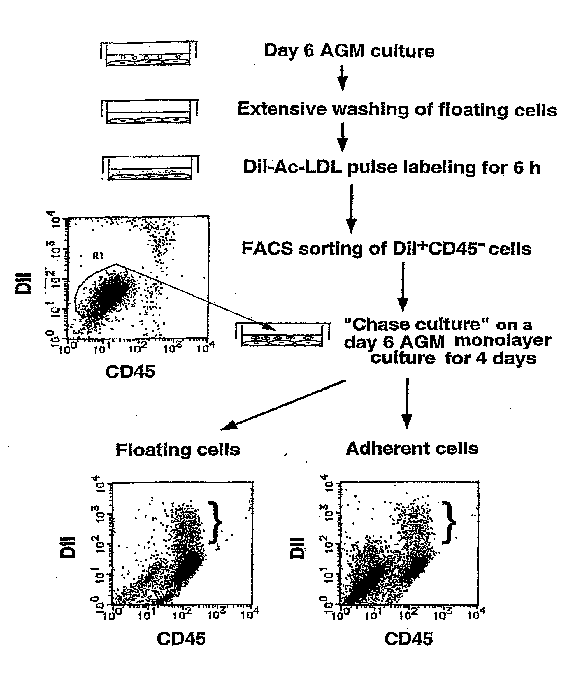 Method for Preparing Cell Fraction Containing Hemangioblasts