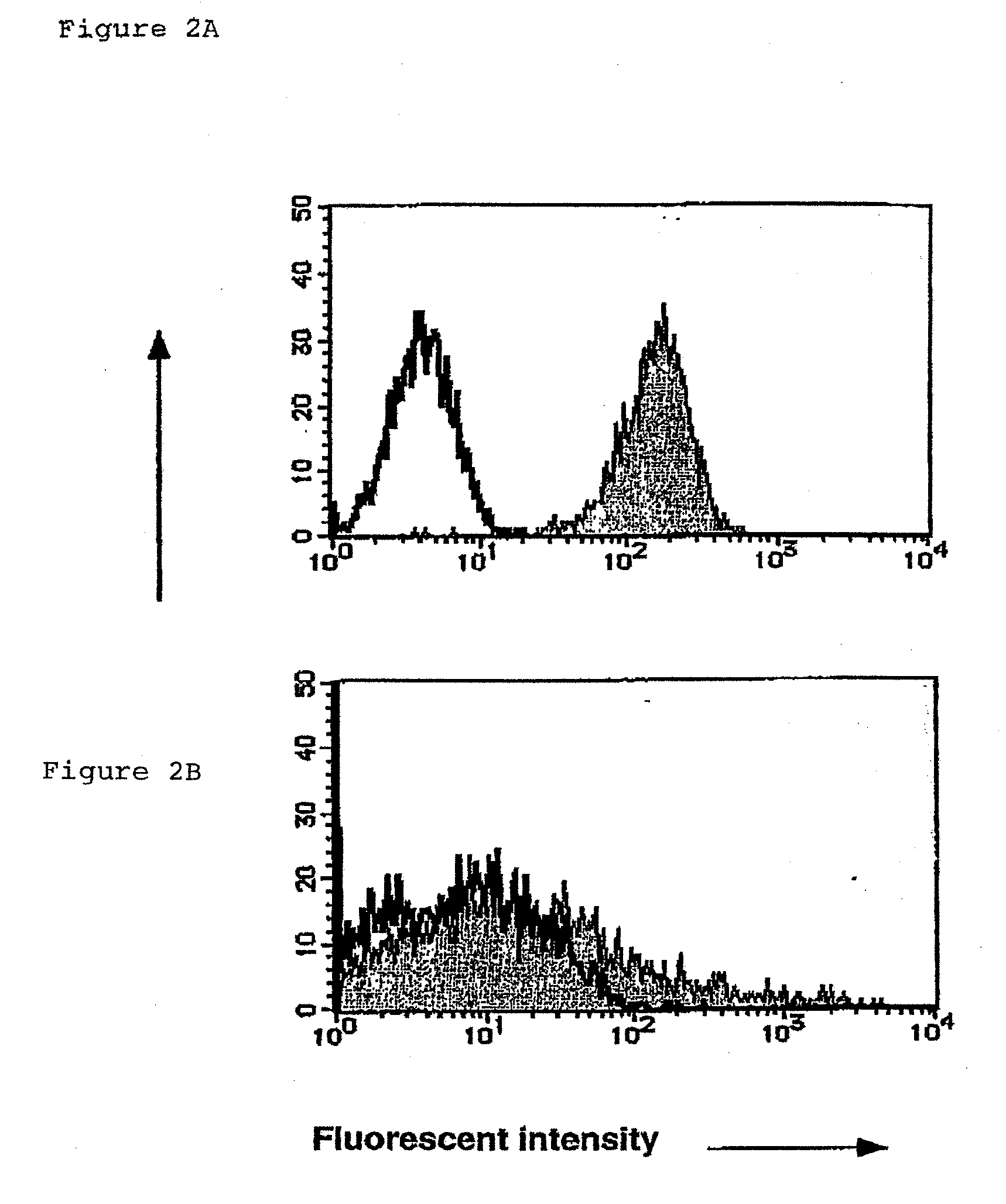 Method for Preparing Cell Fraction Containing Hemangioblasts