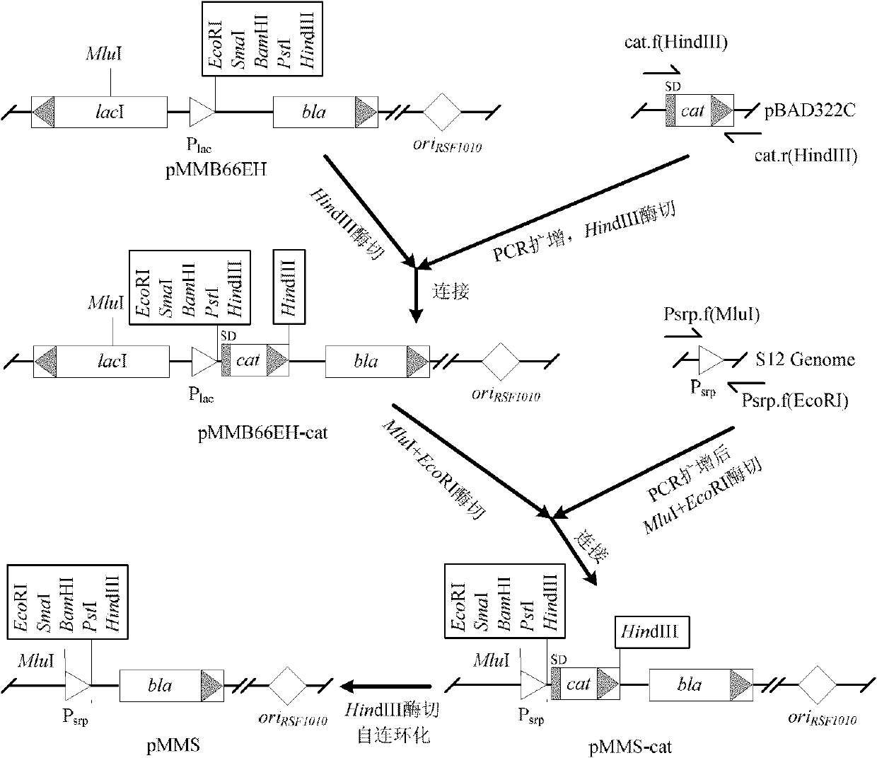 Organic solvent responded expression vector and application thereof in biological catalysis