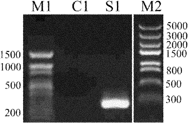 Organic solvent responded expression vector and application thereof in biological catalysis