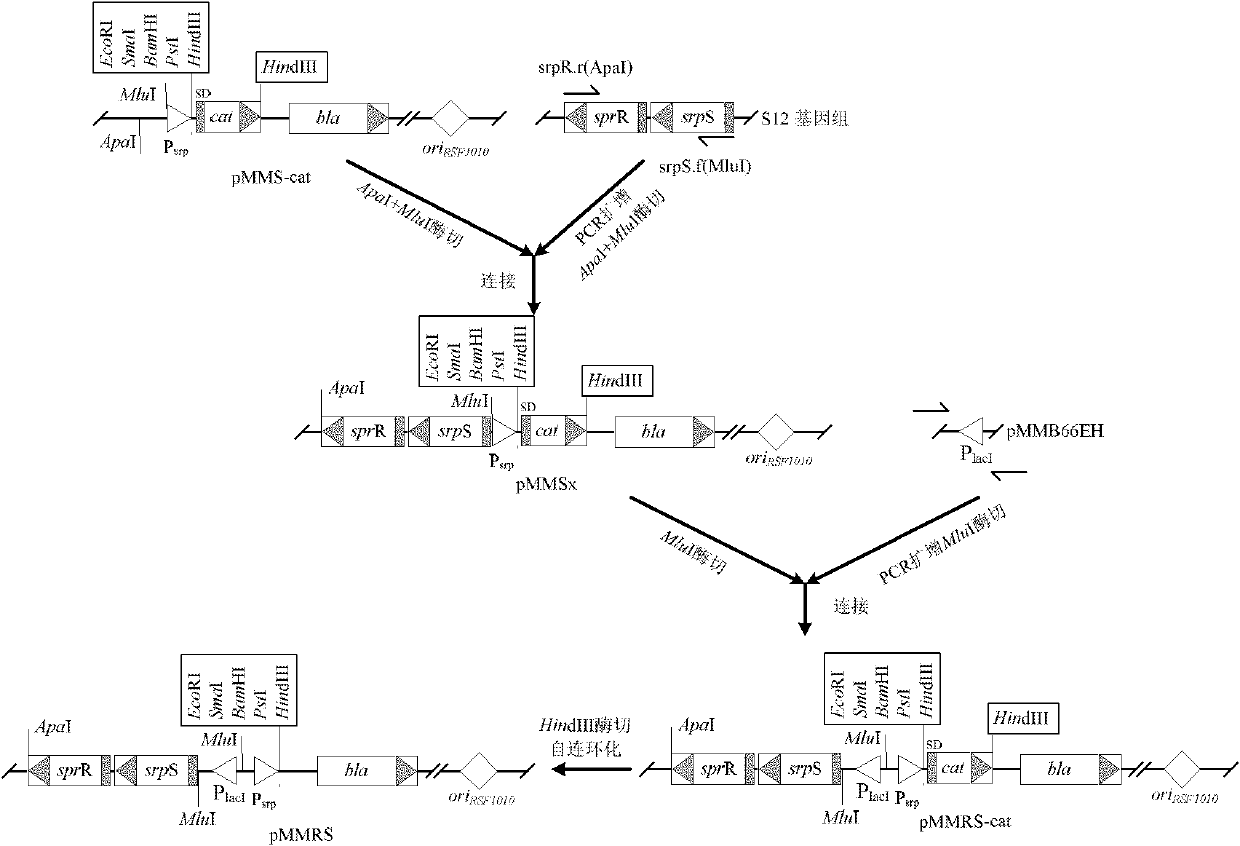 Organic solvent responded expression vector and application thereof in biological catalysis