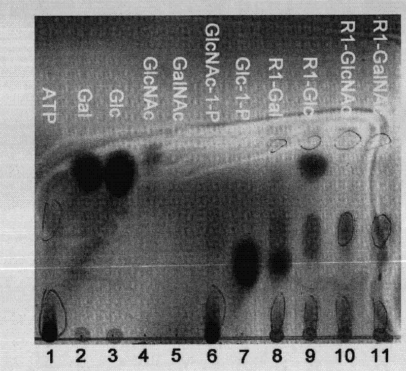 Application of galactokinase in synthesizing N-acetylgalactose-1-phosphoric acid and derivatives thereof