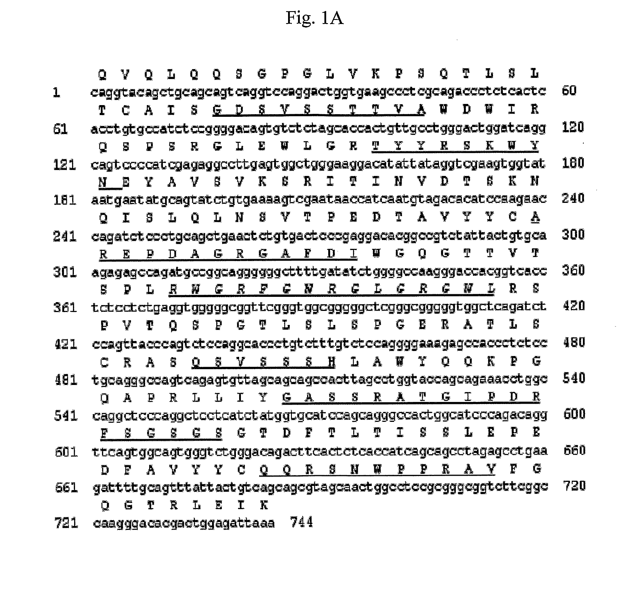 Antibody specifically binding to dr5 and composition for preventing or treating cancers comprising the same