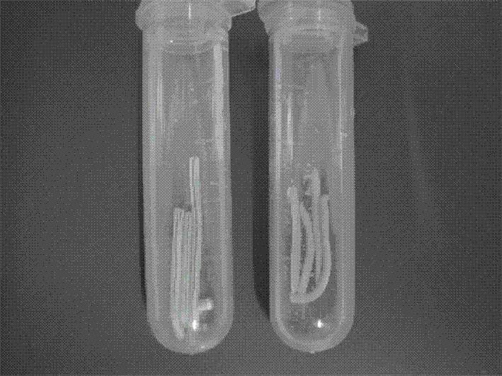 Method for manufacturing injectable water-swelling gingival retraction paste