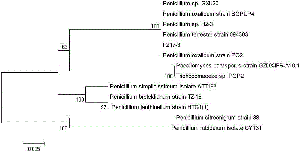 Penicillium oxalicum, preparation method and application thereof