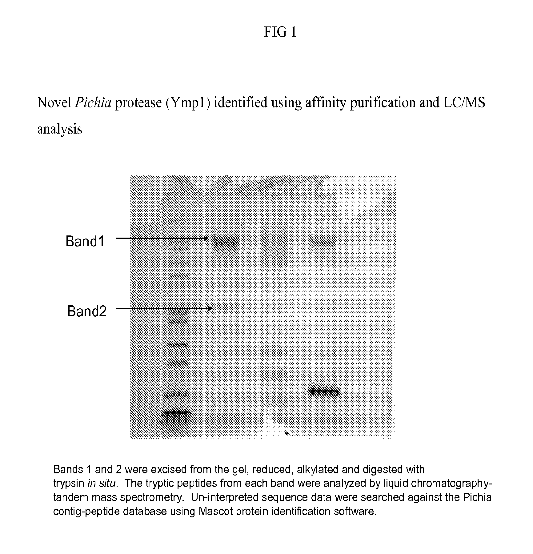 Host cells and methods of use