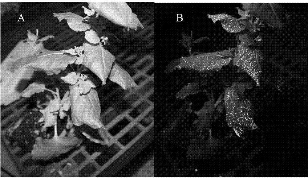 A kind of expression vector construction method and kit of citrus decay virus