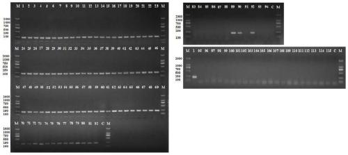 Serotype listeria monocytogenes specific new molecular targets and rapid detection method thereof