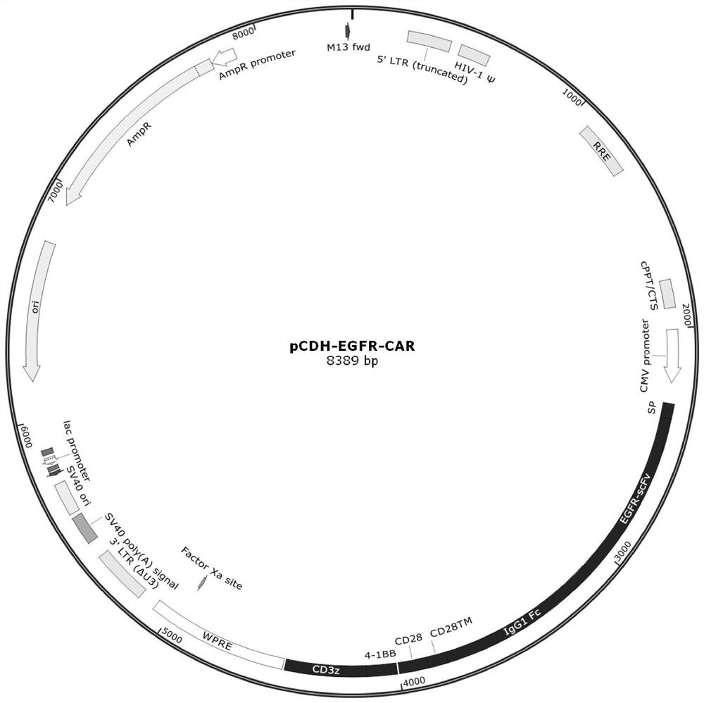 A cancer combination therapy composition