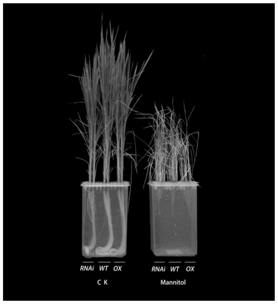 Use of rice osmotic stress response protein OsU496A in improving osmotic stress resistance of rice