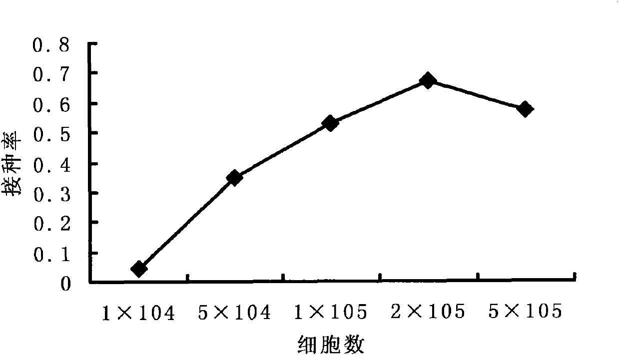 Preparation consisting of PLGA (Polylactic Acid-Polyglycolic Acid)/TCP (Tris Calcium Polymer) and MSC (Mesenchymal Stem Cells) of compound MSC and application thereof