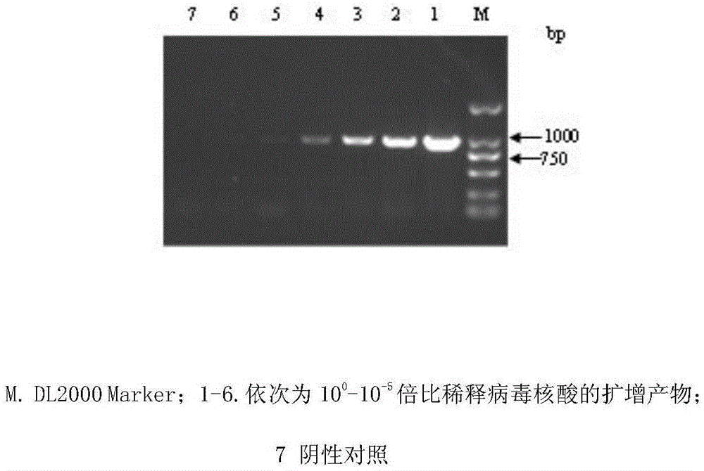 FAdV-4 PCR detection kit and detection method