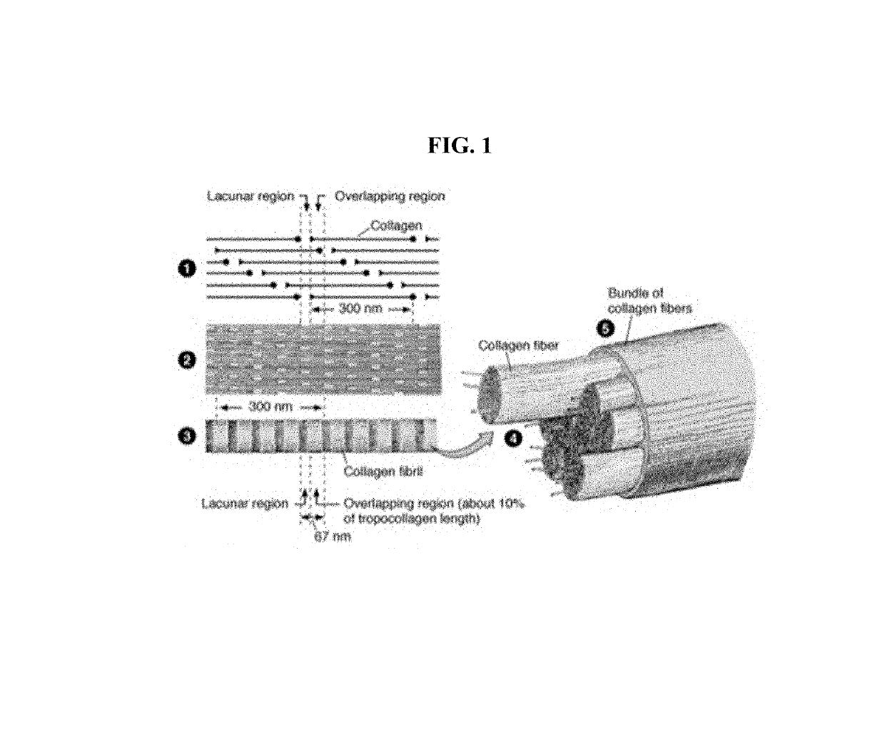 Biofabricated material containing collagen fibrils