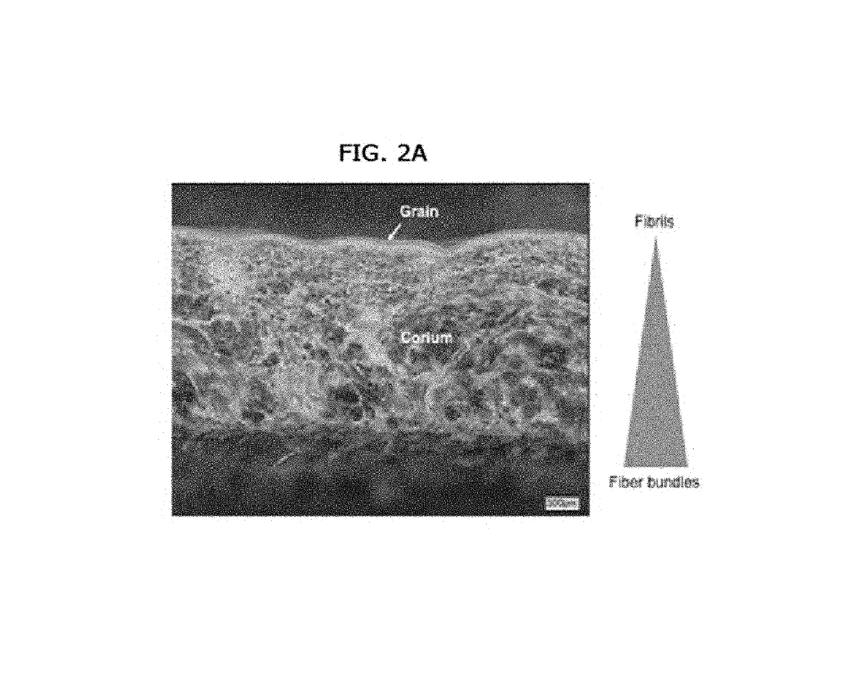 Biofabricated material containing collagen fibrils