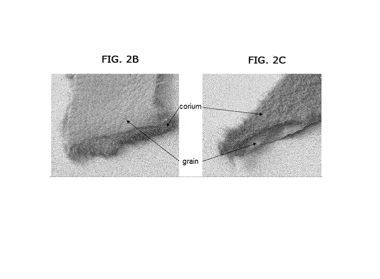 Biofabricated material containing collagen fibrils