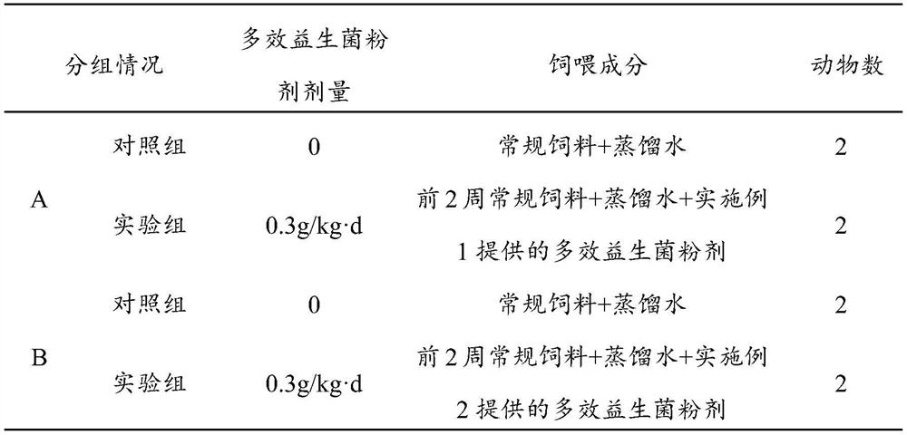 Multi-effect probiotic preparation with immunity enhancing function and application of multi-effect probiotic preparation
