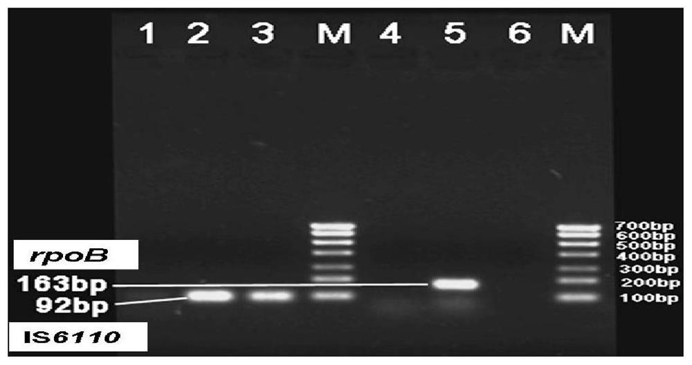 Preparation method and application of mc-arms-mmb triple technology in drug-resistant tuberculosis diagnostic kit