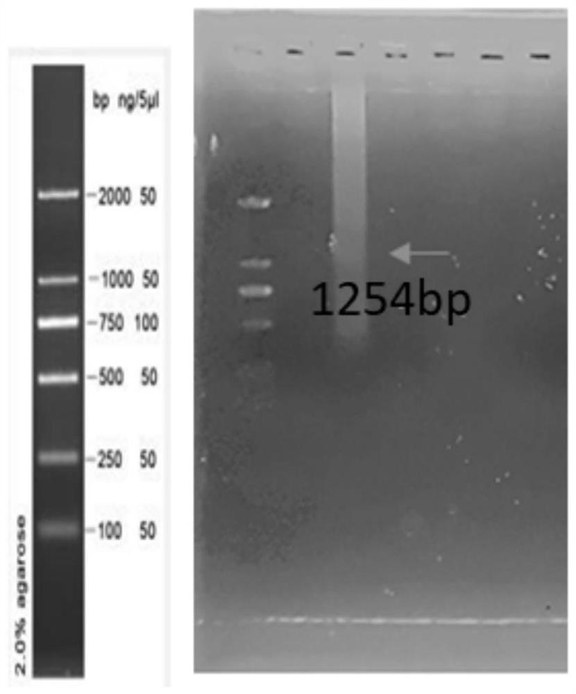 Pgk1 protein, recombinant plasmid for expressing Pgk1 protein, recombinant probiotic for expressing Pgk1 protein and application